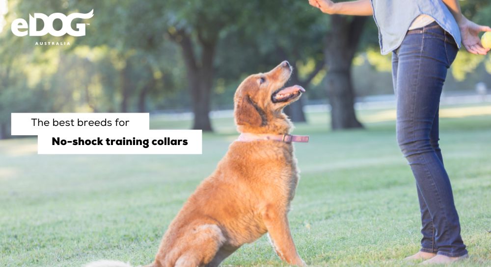 Best no shock 2025 dog training collar