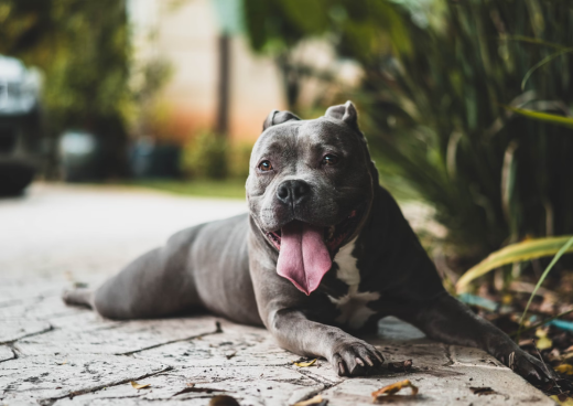 How to Stop Your Dog Barking In Seconds