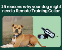 why your dog might need a remote training collar