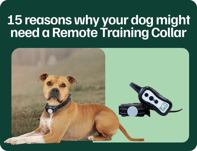 why your dog might need a remote training collar