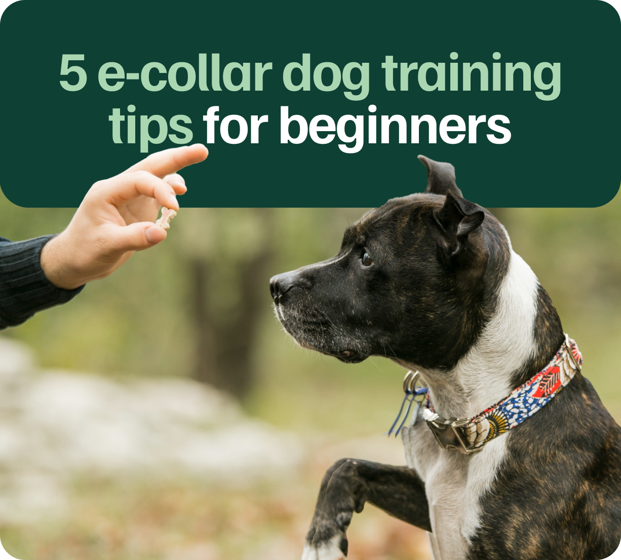 Five E-Collar Dog Training Tips for Beginners - eDog Australia