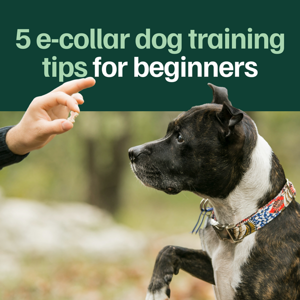 Best e collars for dog training hotsell