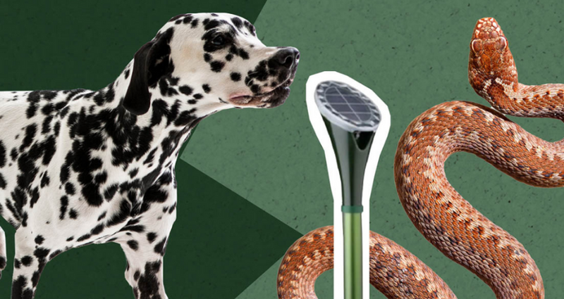 What is the Best Snake Repellent in Australia?