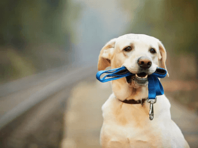 How to Stop Your Dog From Pulling on the Leash eDog Australia