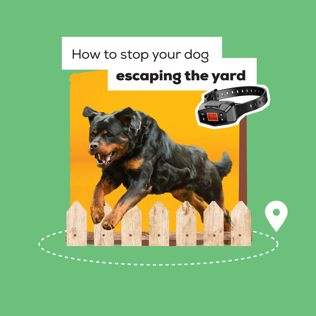 How to Stop Your Dog Escaping the Yard Dog Training eDog