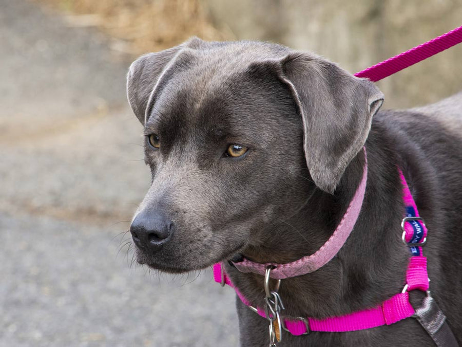 How to use shock collar for barking best sale