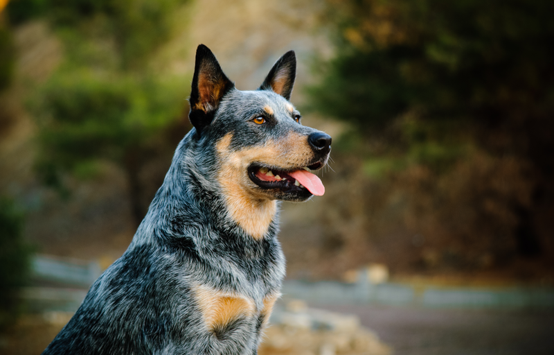 How to Introduce Your Dog to an Anti-Bark Collar: A Step-by-Step Guide