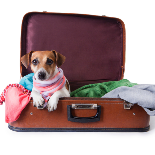 Dog Travel Accessories | Travelling With Your Dog | eDog