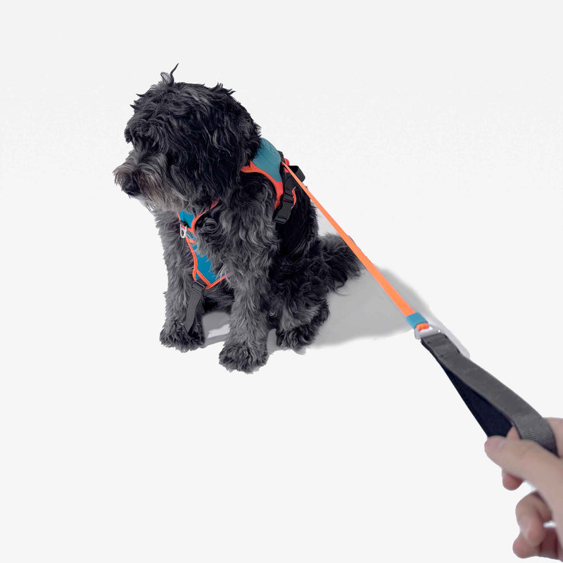 No-Pull Dog Harness and Leash Set