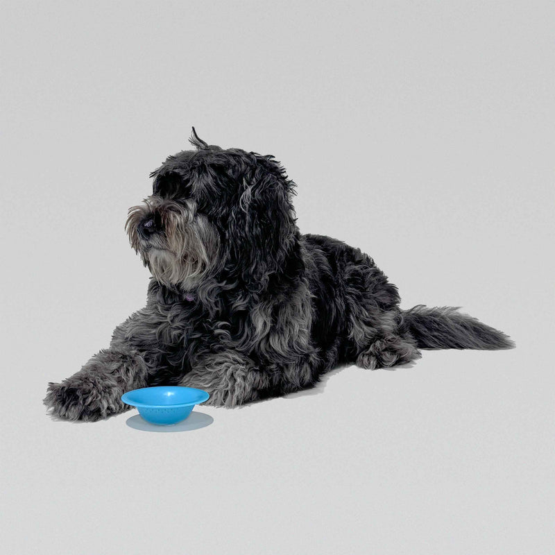 Slow Feeder Dog Bowl