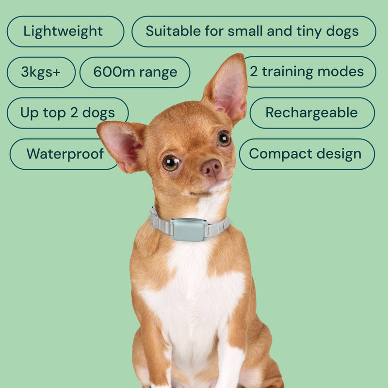 Small dog wearing the Houndware HW666 Training Collar, illustrating its comfortable fit and effectiveness in behavior training