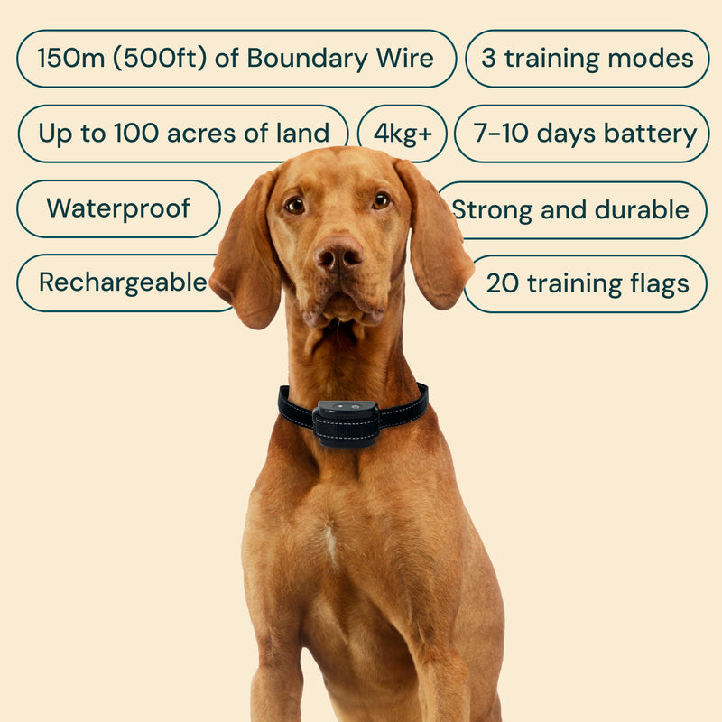 Hidden electric dog fence system featuring a rechargeable collar, boundary wire, and training flags for effective pet training.