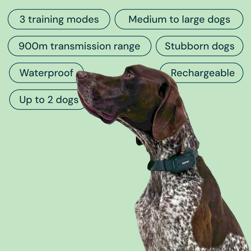 Close-up of dog wearing the HW900 remote control and training collar, highlighting the easy-to-use buttons and adjustable strap for a secure fit