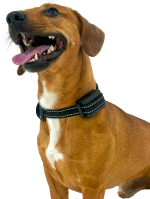 Bark Collars