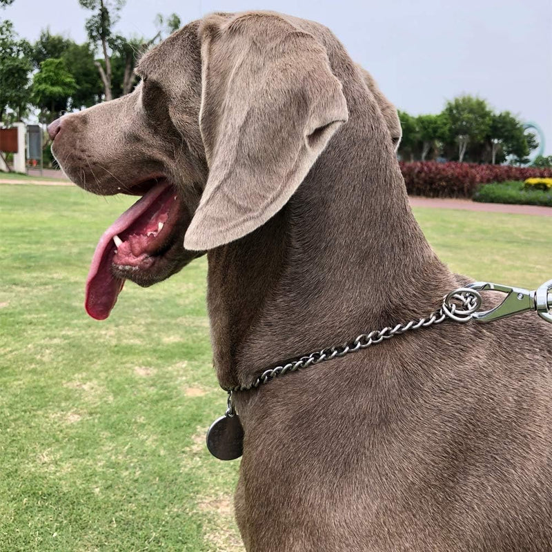 big dog wearing chain collar