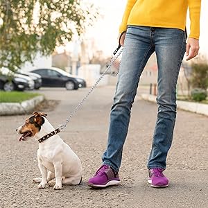 dog wearing metal chain leash