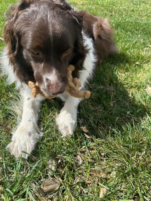 dog biting durable chewy toy