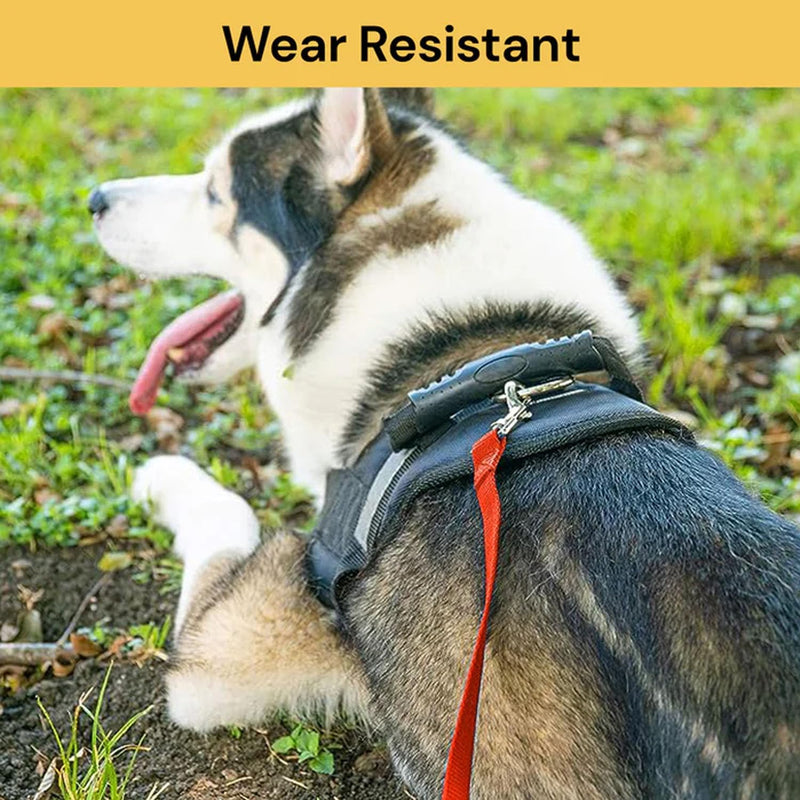 dog with wear resitant leash