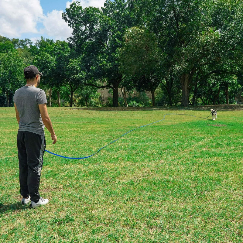 dog in training with leash