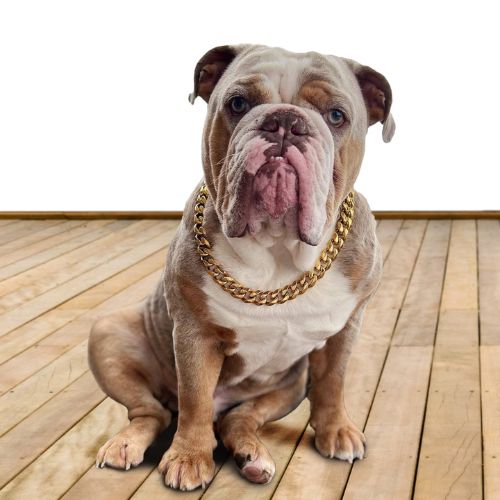 Puppy gold chain collar best sale